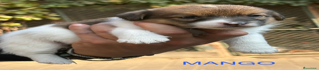 Jack Russell Cucciolo 2