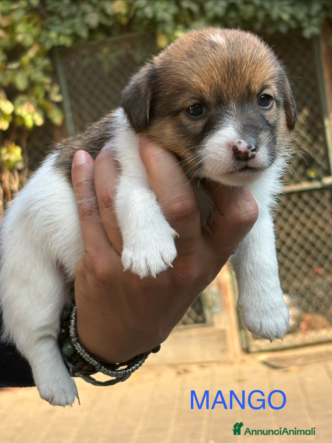 Jack Russell cani in vendita: CUCCIOLI DI JACK RUSSELL TERRIER CON PEDIGREE - Immagine 3