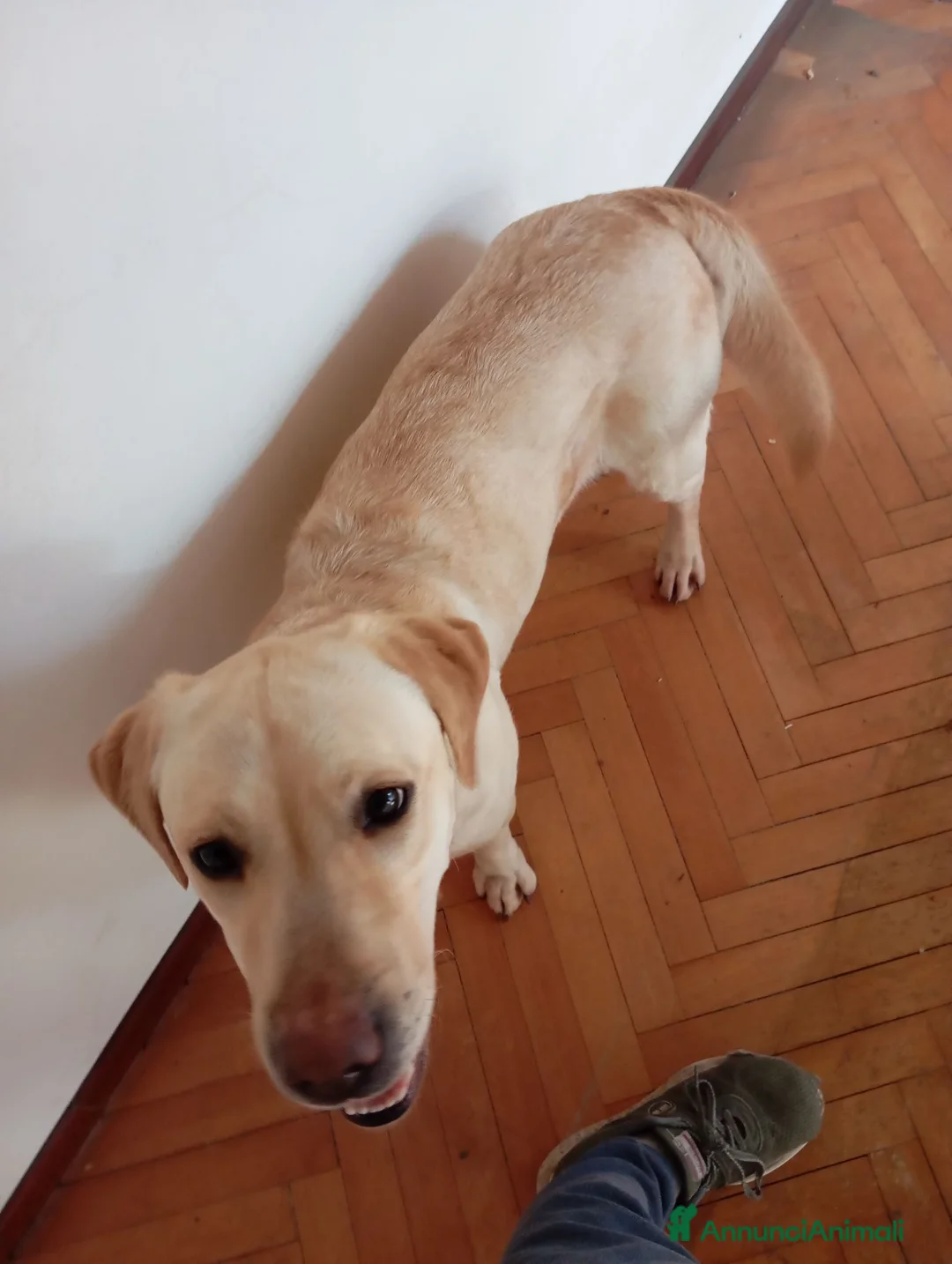 Labrador cani in regalo: REGALO DUE LABRADOR a Città metropolitana di Palermo - Annuncio 2
