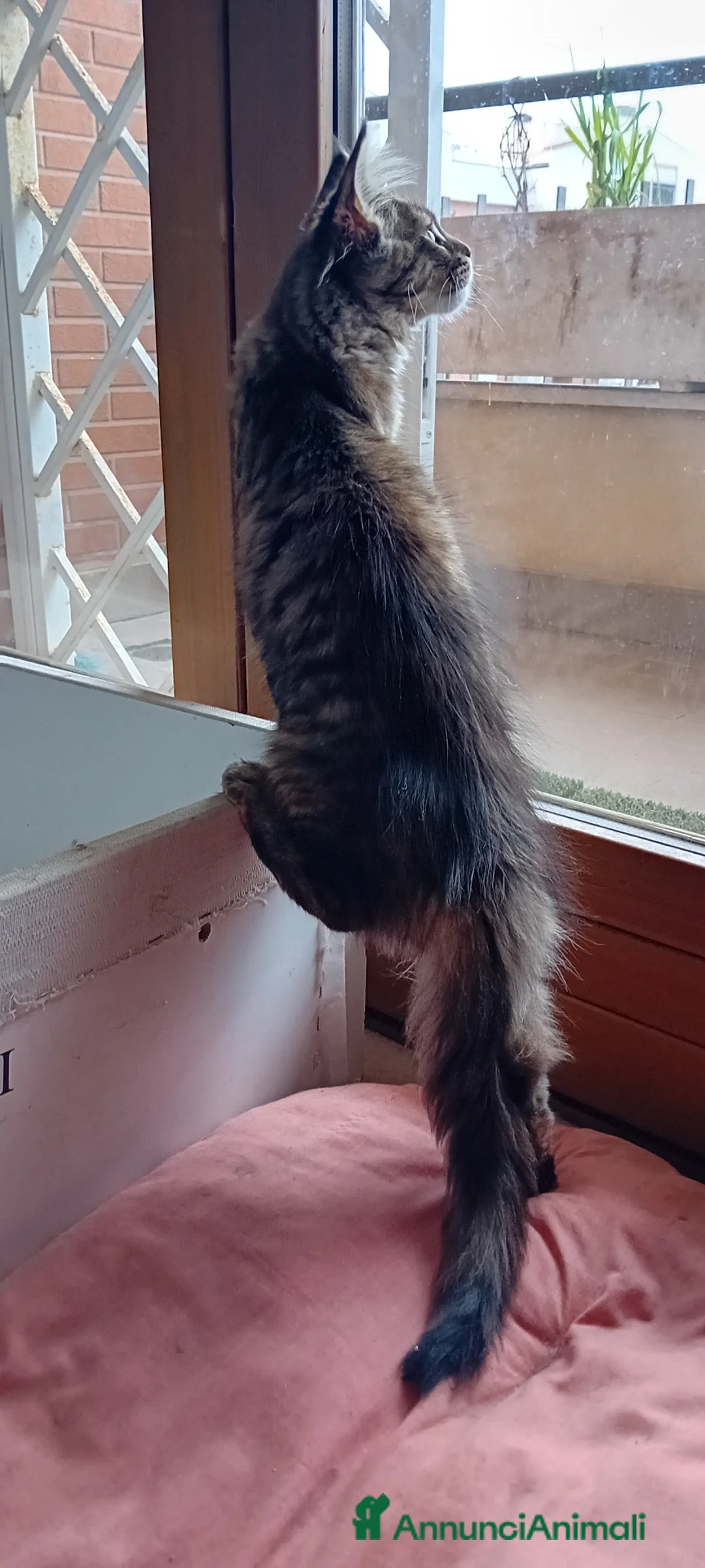 Maine Coon gatti in vendita: MAINE COON XXL   - Annuncio 2