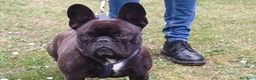 Bulldog Francese cani in regalo: ETTORE BULLDOG FRANCESE HA BISOGNO DI UNA CASA - Annuncio 1
