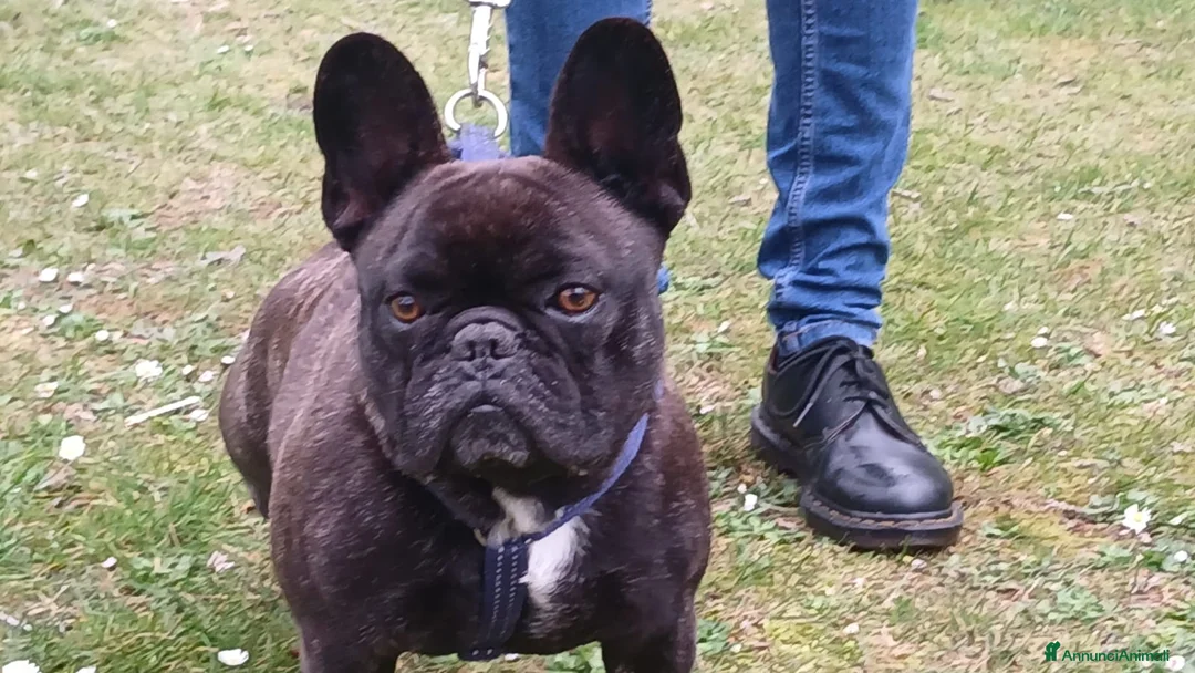Bulldog Francese cani in regalo: ETTORE BULLDOG FRANCESE HA BISOGNO DI UNA CASA - Annuncio 1