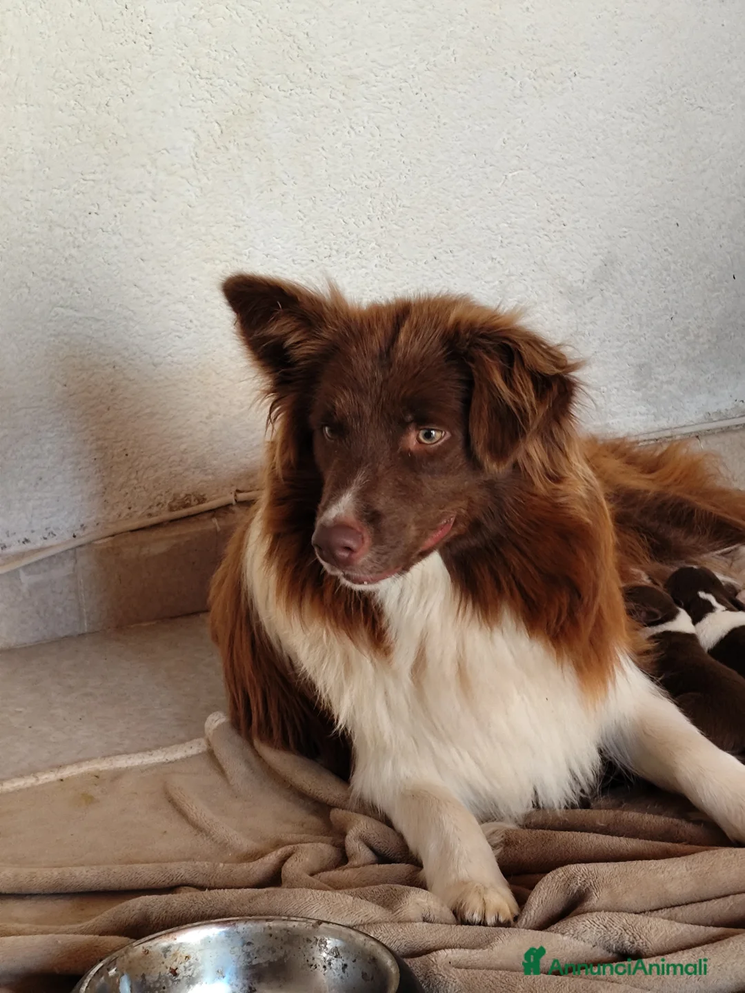 Australian Shepherd cani in vendita: Cuccioli di Australian Shepherd a Libero consorzio comunale di Trapani - Annuncio 2