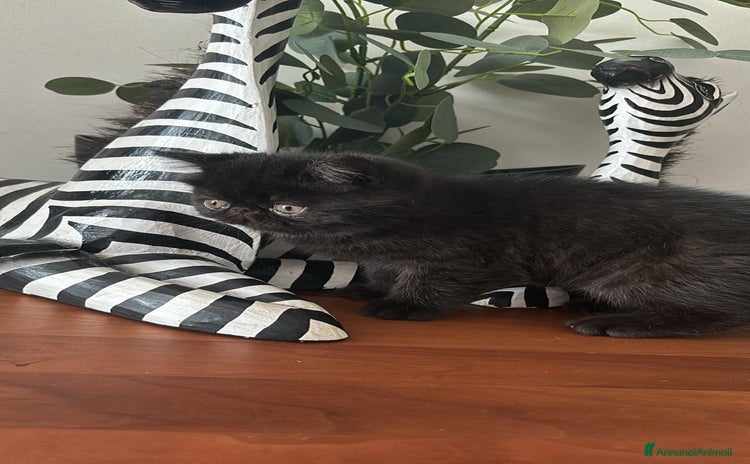 Exotic Shorthair gatti a Città metropolitana di Palermo - Annuncio 10