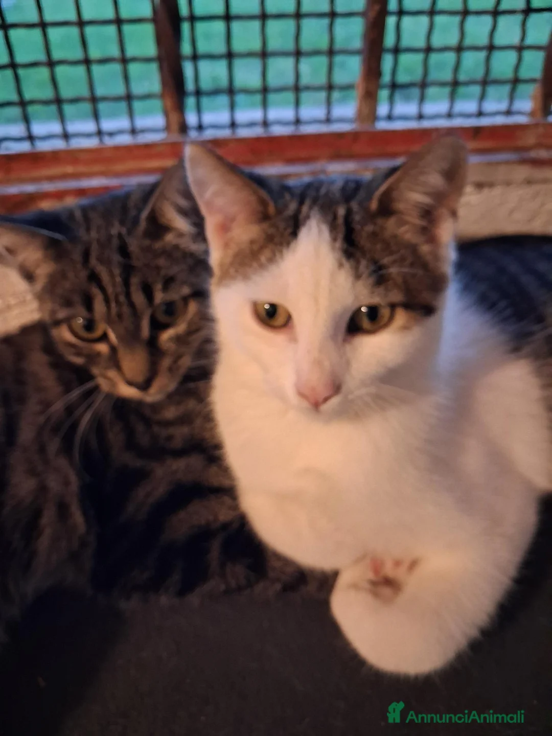 Europeo gatti in regalo: Cuccioli di gatto  - Annuncio 2