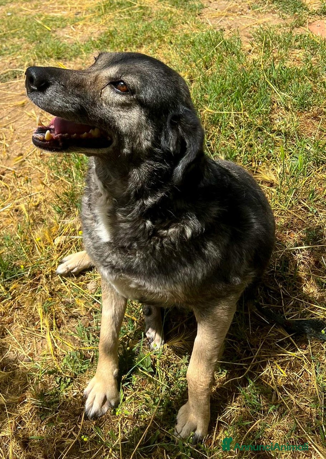 Meticcio cani in regalo: MOLLY 🩷 - adozione del cuore per questa mamma 🐾 - Annuncio 3