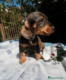 Bassotto cani in vendita: Cuccioli bassotto tedesco nano - Annuncio 1