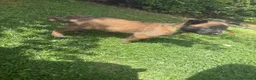 Pastore Belga cani in vendita: Splendidi cuccioli Pastore Belga Malinois - Annuncio 5