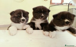 Akita Inu cani in vendita: Cuccioli di Akita inu a Provincia di Pescara - Immagine 4