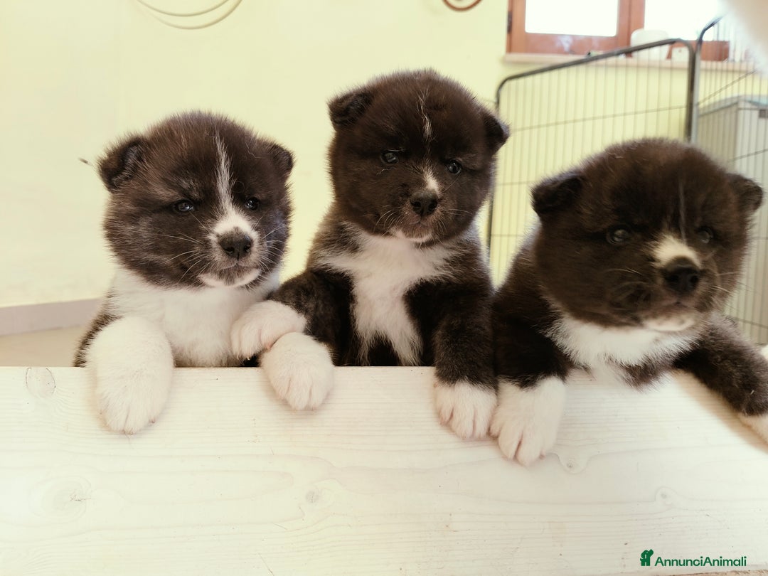 Akita Inu cani in vendita: Cuccioli di Akita inu a Provincia di Pescara - Immagine 4