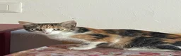 Europeo gatti in regalo: gattina tricolore - Annuncio 3