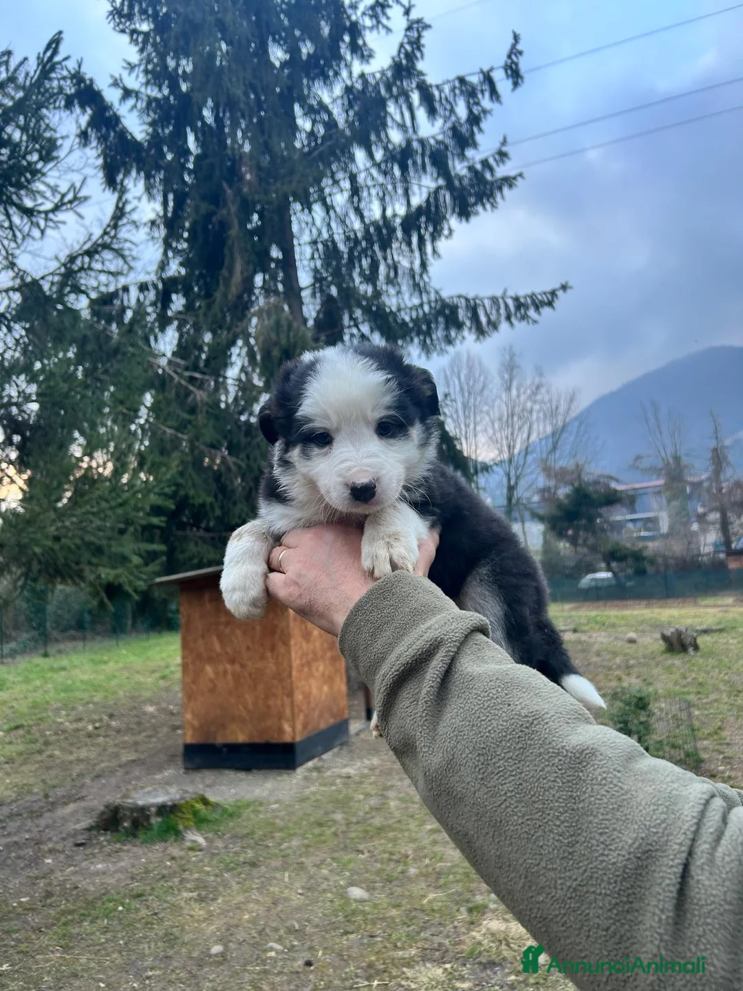 Border Collie cani in vendita:  Cucciolo di Border Collie  - Annuncio 9