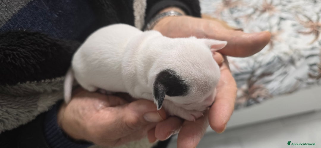 Chihuahua cani in vendita: Cuccioli di chihuahua - Annuncio 5