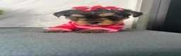 Yorkshire cani in vendita: Adorabili cuccioli di Yorkshire Terrier a Provincia di Verona - Annuncio 3
