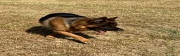 Pastore Tedesco cani in regalo: Alex Pastore tedesco di 5anni cerca una nuova casa a Provincia di Pesaro e Urbino - Annuncio 3