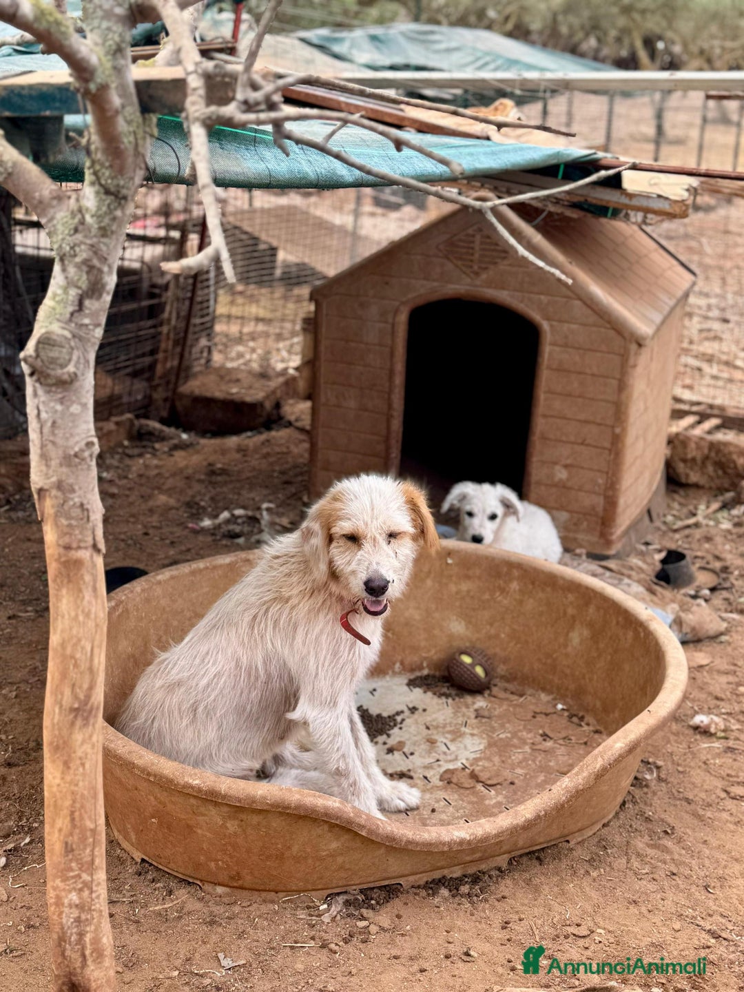 Altre razze cani in regalo: alice - Annuncio 3