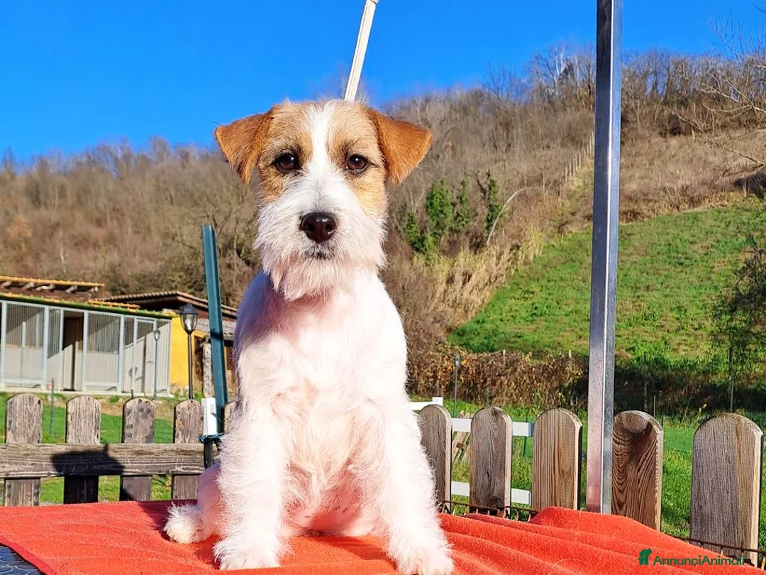 Jack Russell cani in vendita: Cucciol0 Jack ruvid0 - Annuncio 3
