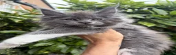 Maine Coon gatti in vendita: Cuccioli Maine coon con pedigree  - Annuncio 9