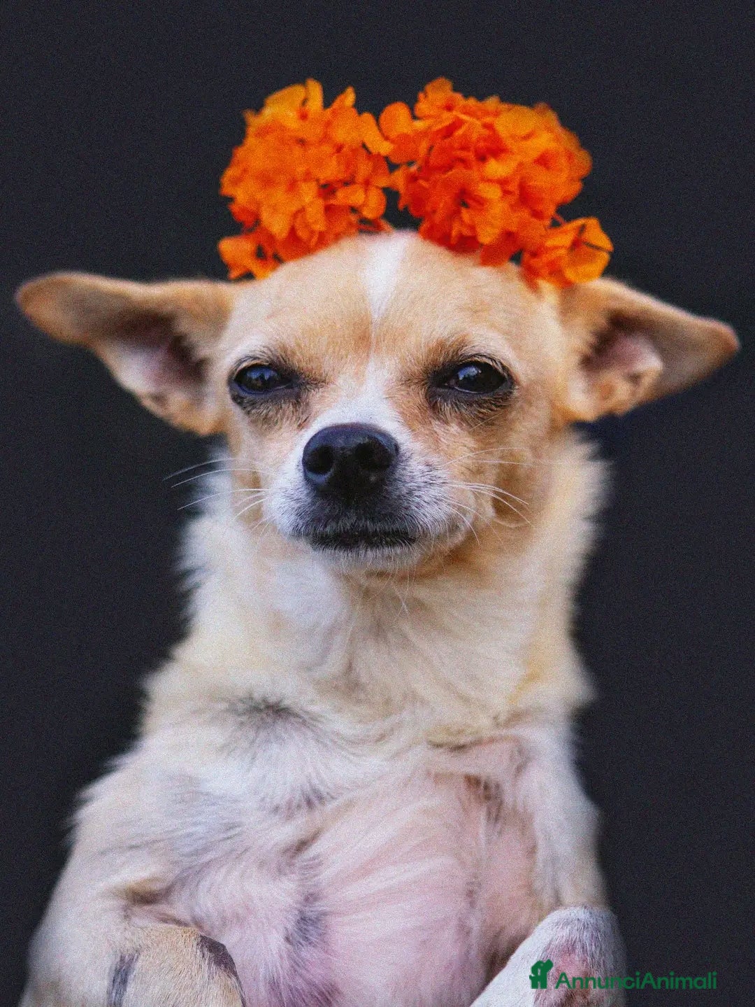 Chihuahua cani Adotta Tequila - Annuncio 3