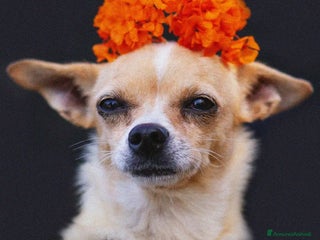Chihuahua cani Adotta Tequila - Annuncio 16
