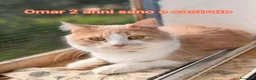 Europeo gatti in regalo: GATTINI ABBANDONATI: URGENTE  a Città Metropolitana di Torino - Annuncio 4