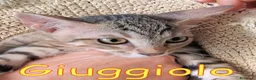 Europeo gatti in regalo: GIUGGIOLO E CARAMELLA - Annuncio 4