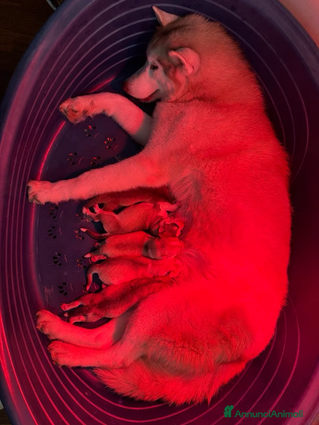 Husky cani in vendita: Cuccioli di Husky  - Annuncio 1