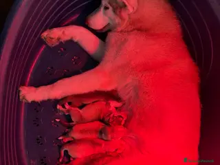 Husky cani Cuccioli di Husky - Annuncio 35