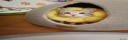 Europeo gatti in regalo: IRIDELLA, dolce micina in adozione! - Annuncio 2
