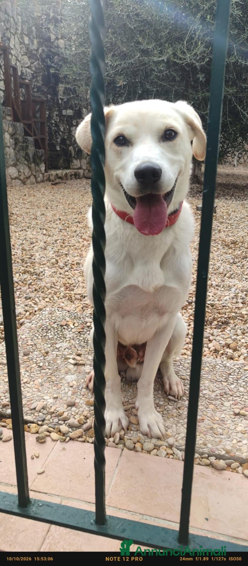 Meticcio cani FULL HA URGENTE BISOGNO DI TE, IN ADOZIONE - Annuncio 10