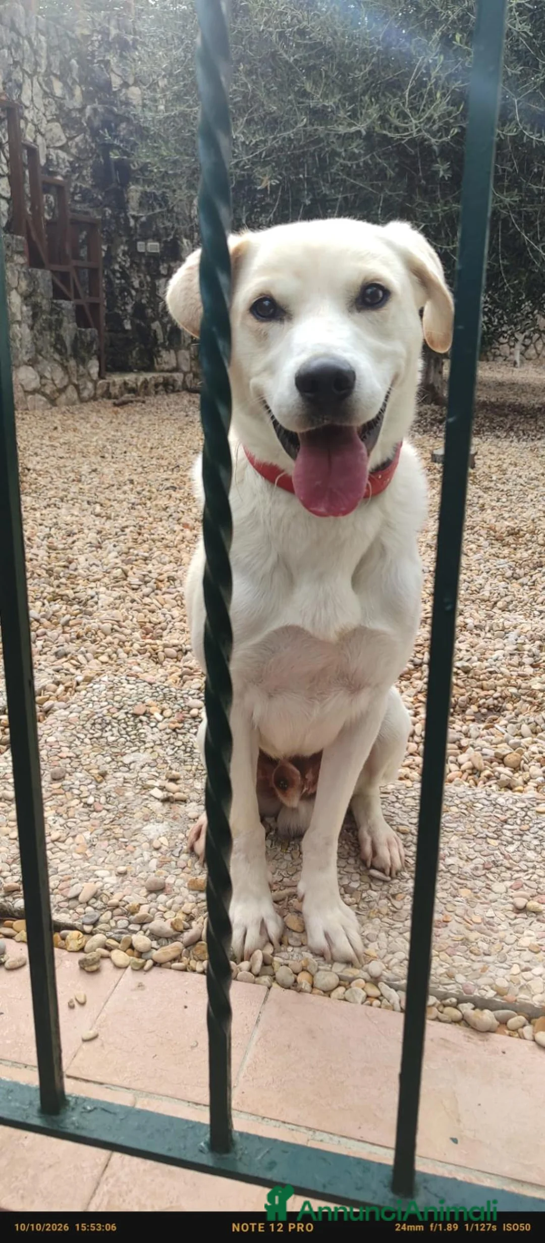 Meticcio cani in regalo: FULL HA URGENTE BISOGNO DI TE, IN ADOZIONE - Annuncio 1