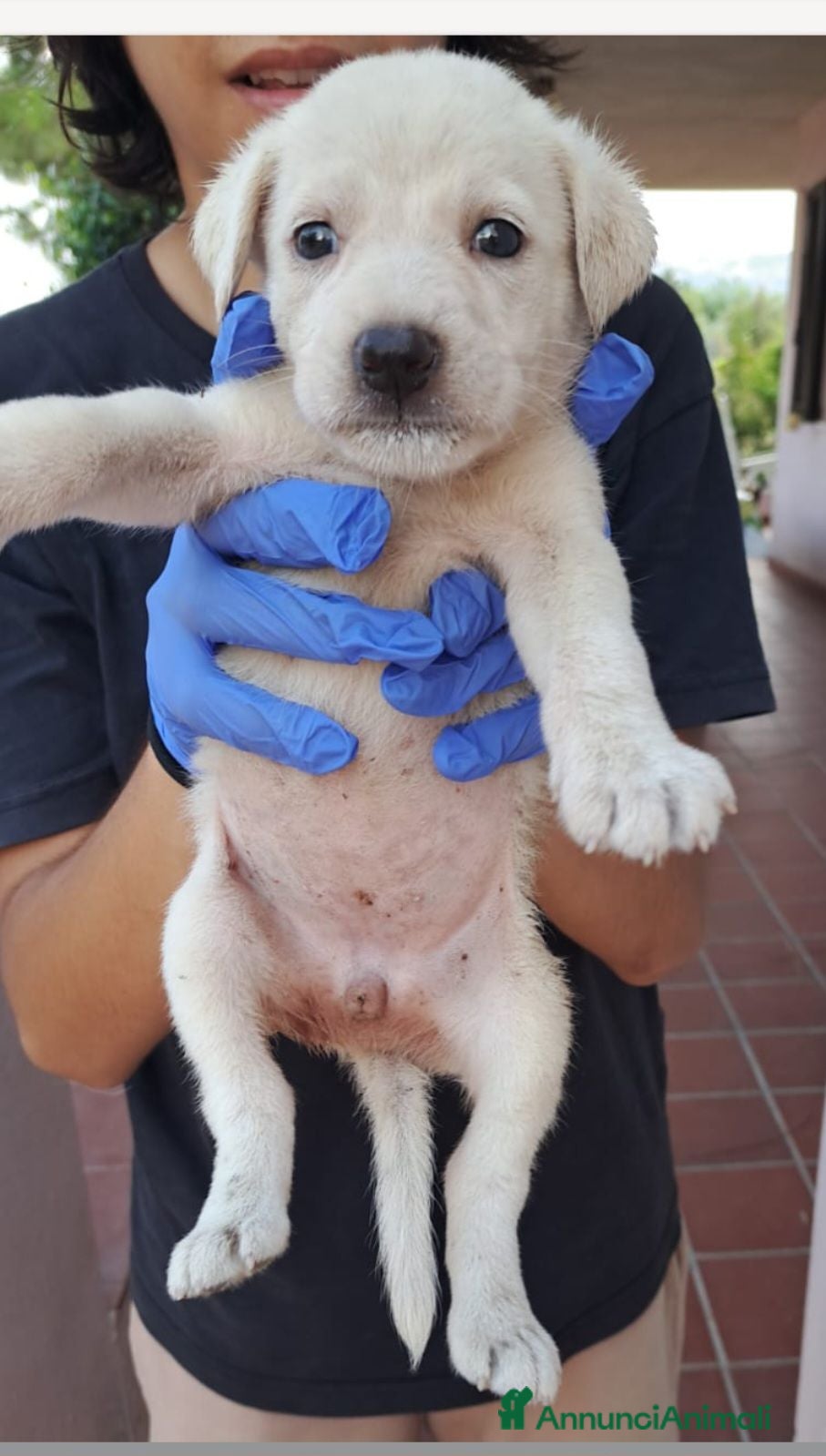 Meticcio cani Cucciolo 2mesi tg media futura SOLO SARDEGNA - Annuncio 27