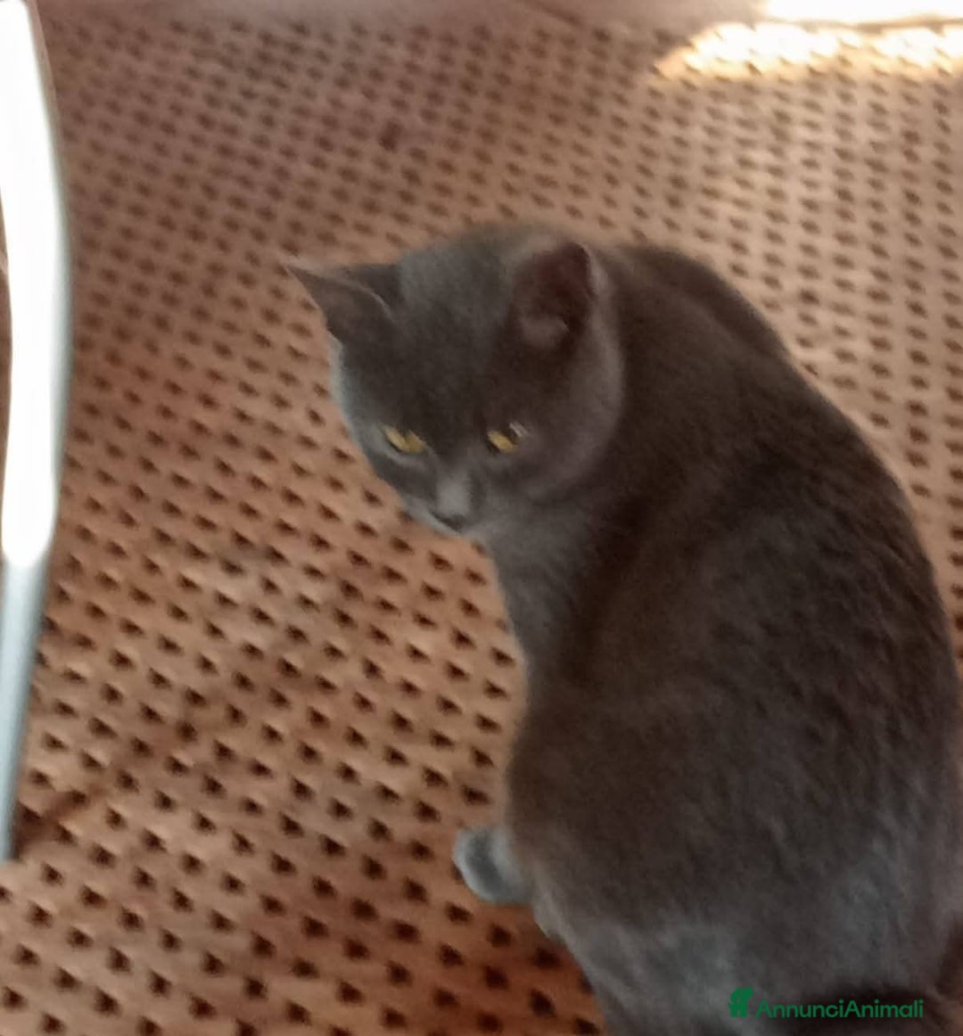 Certosino gatti in regalo: Simil Certosini - Annuncio 2