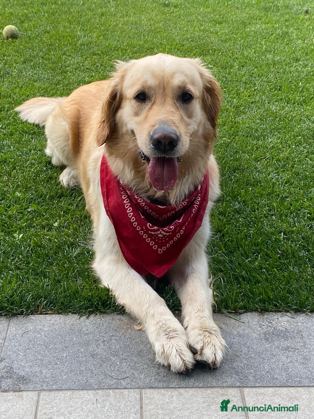 Golden Retriever cani in vendita: Golden retriver linea inglese  a Città Metropolitana di Torino - Immagine 2