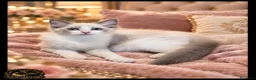 Ragdoll gatti in vendita: Ragdoll femmina con pedegree  a Provincia di Cremona - Annuncio 4