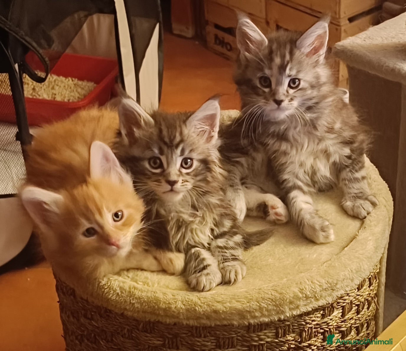 Maine Coon gatti Disponibili splendidi cuccioli di Maine Coon - Annuncio 2