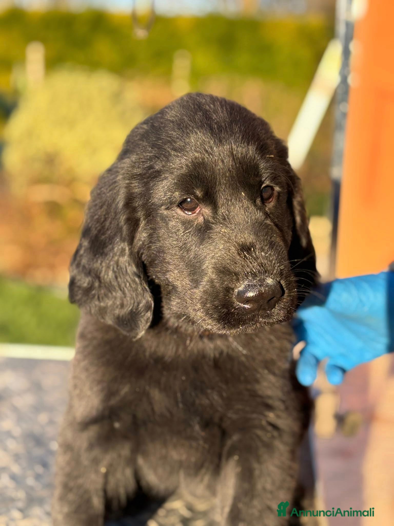Flat Coated cani Cuccioli Flat Coated Retriever - Annuncio 1