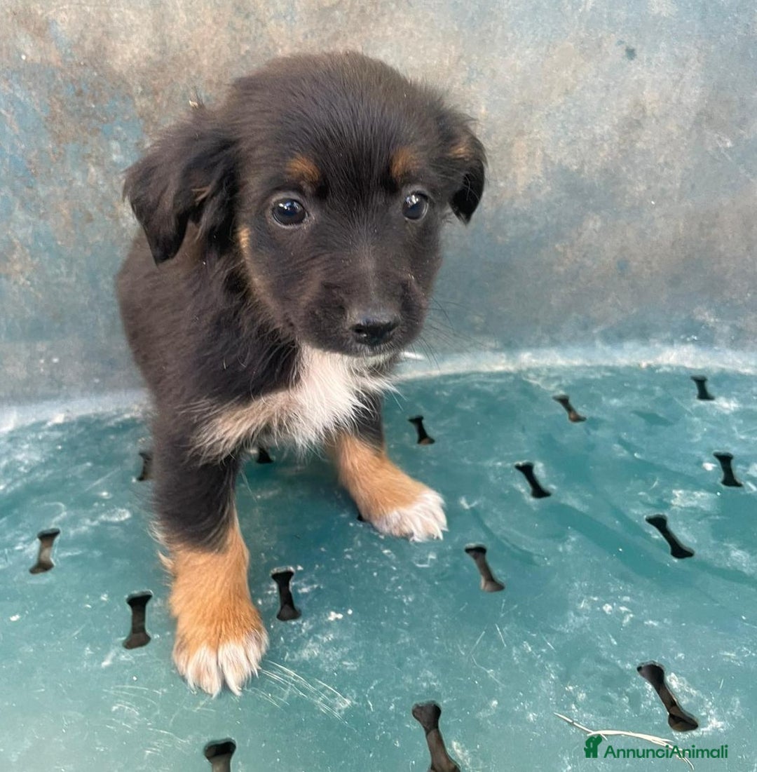 Meticcio cani in regalo: LE DOLCI PIETRE PREZIOSE - Annuncio 16