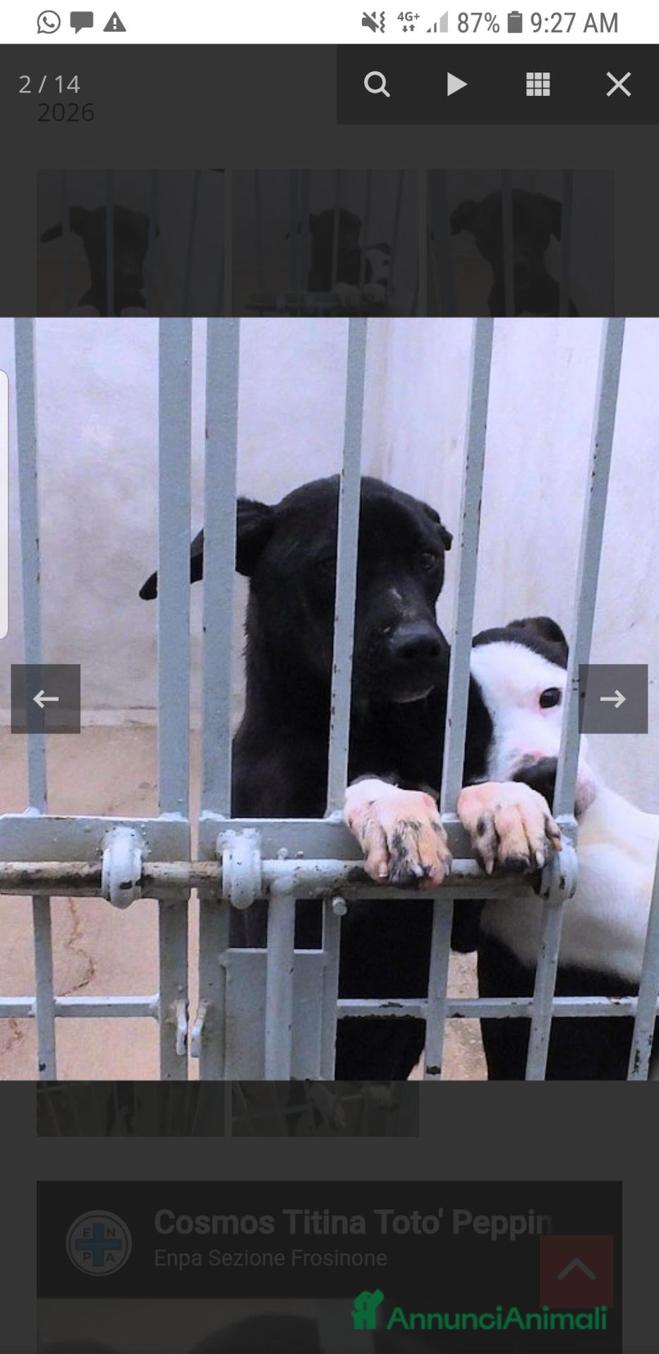 Meticcio cani TOTO', 2 ANNI, allegro e simpatico - Annuncio 25