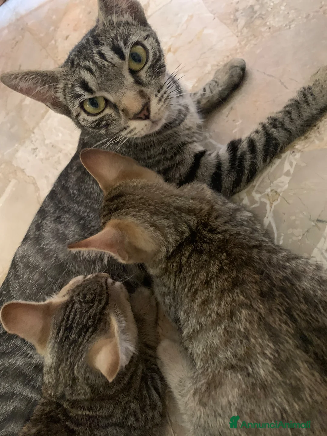 Europeo gatti in vendita: Tre gattini tigrati regalo - Annuncio 5