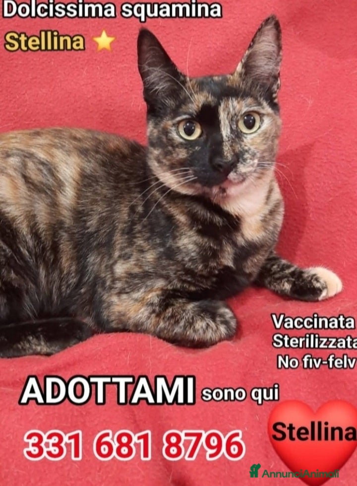 Europeo gatti Micina squamina e sorella nera 7/8mesi ROMA - Annuncio 2