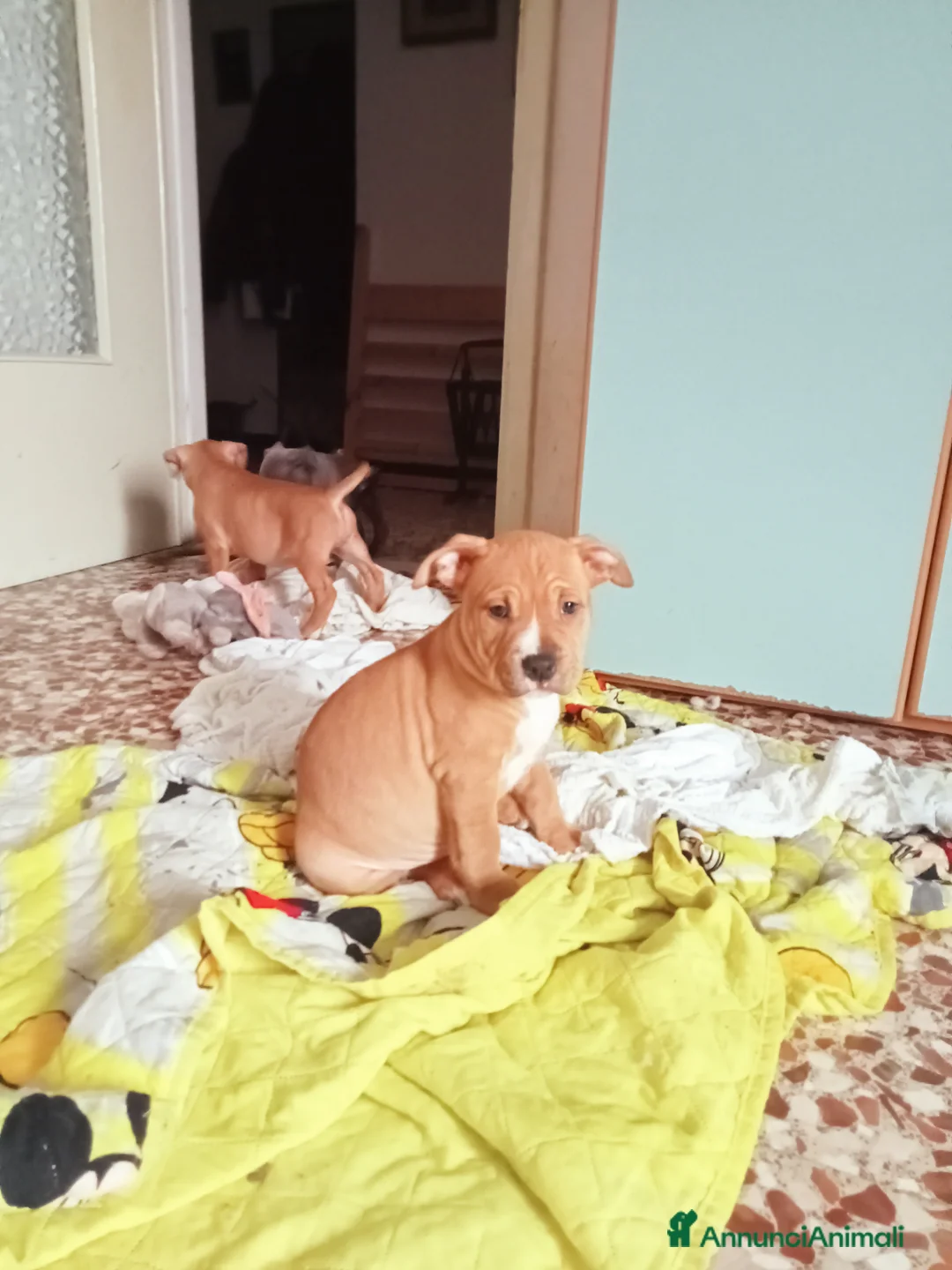 Pitbull cani in vendita: Cuccioli di pitbull - Annuncio 6