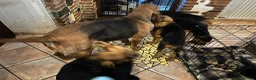 Bloodhound cani in vendita: Cuccioli Bloodhound  - Annuncio 1