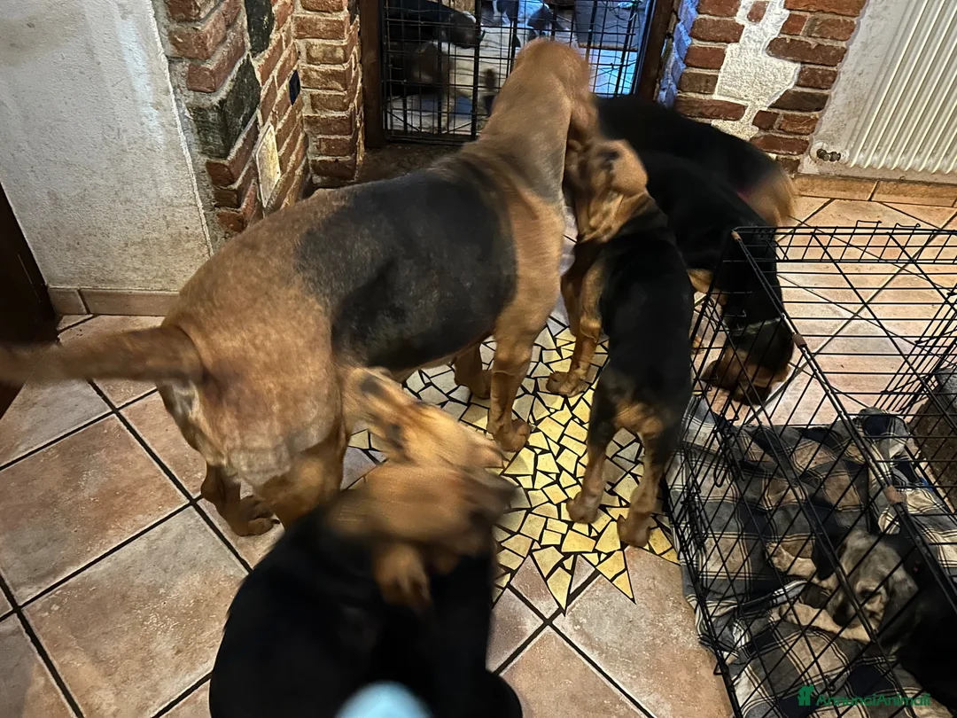 Bloodhound cani in vendita: Cuccioli Bloodhound  - Annuncio 1