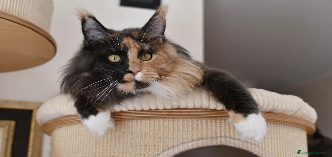 Immagine della galleria {{count}}