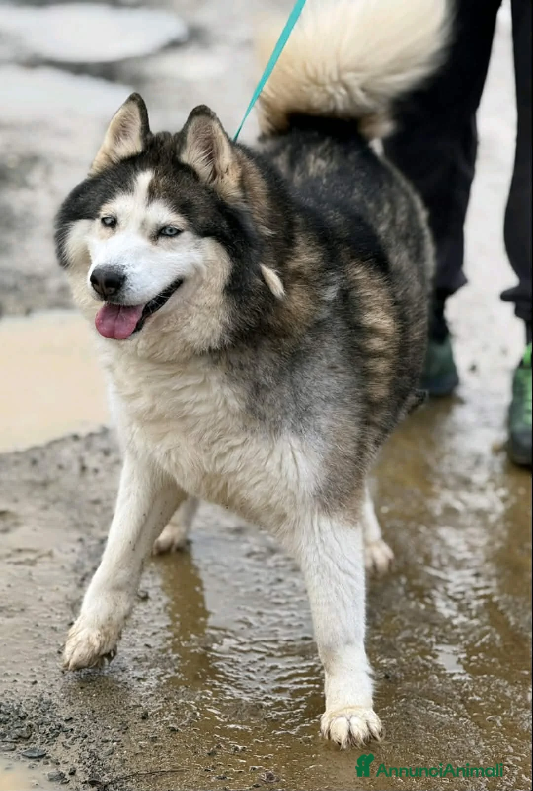 Alaskan Malamute cani in regalo: MILA, mix ALASKAN MALAMUTE abbandonata. - Annuncio 2