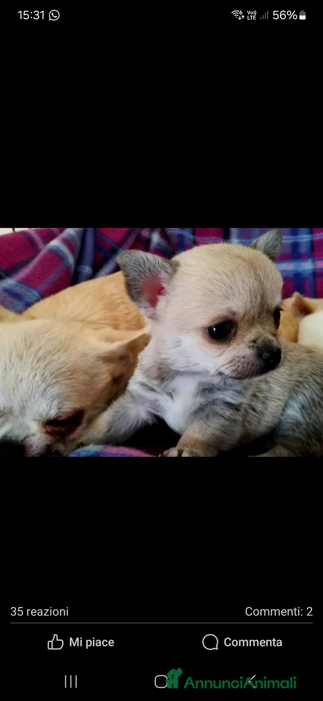 Chihuahua cani in vendita: Mini mini chihuahua pedigree enci - Annuncio 3