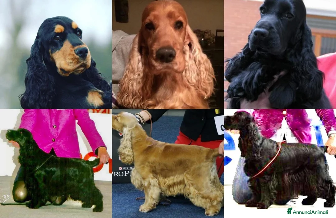 Immagine della galleria {{count}}