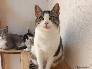 Europeo gatti Tenera micia in adozione, SISSI! - Annuncio 29