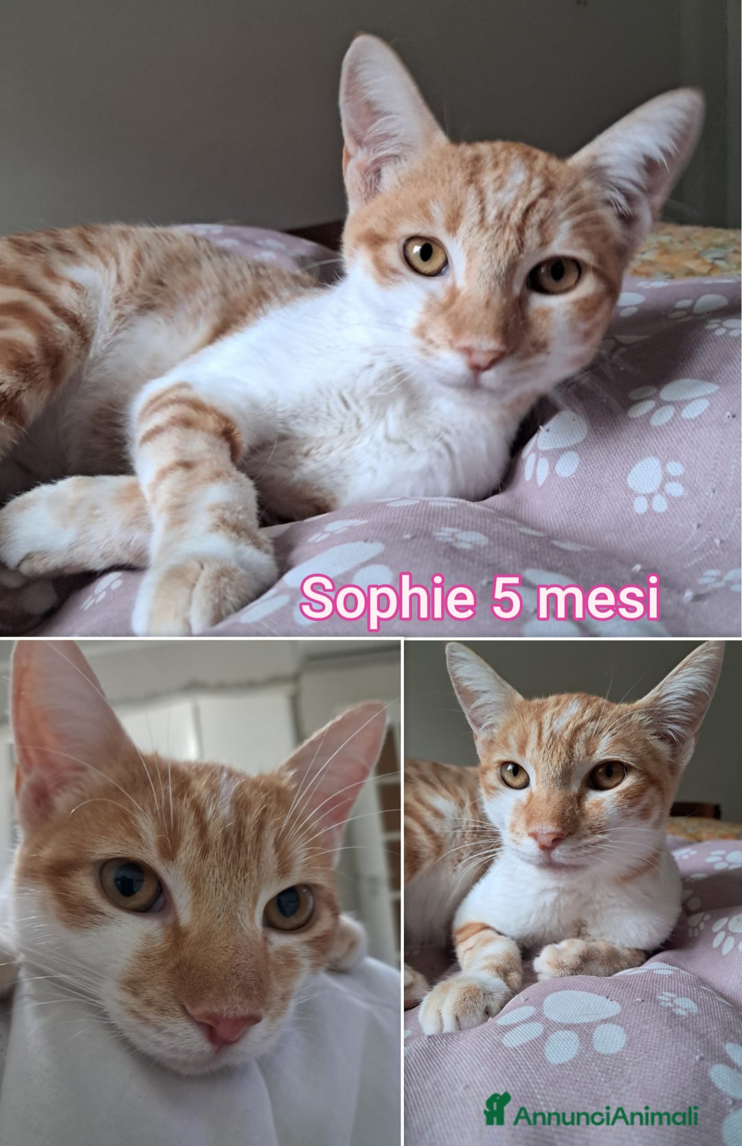 Altre razze gatti in regalo: TANTI GATTINI DA ADOTTARE! - Annuncio 5